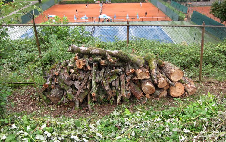 Holzbeige vom abgestorbenen Birnbaum von der Tennisplatzwiese