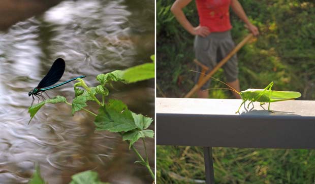 Nebelbach Insekten Juli19